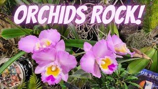 Orchids Rock!, 2022 Fort Lauderdale Orchid Show