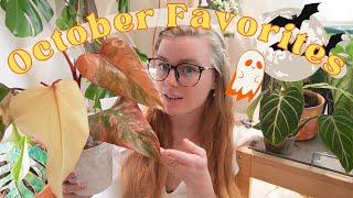 October 2023 Top 10 Favorite Houseplants in My Plant Collection