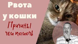 Рвота у кошки. причины. Чем помочь.