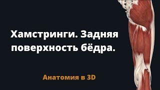 Хамстринги. Мышцы задней поверхности бедра. Краткая анатомия в 3D.