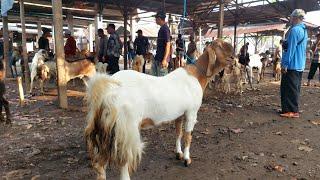 INDUKAN JUMBO SUPER ISTIMEWA PASAR KAMBING JETIS PONOROGO