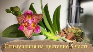 Стимуляция орхидей на цветение  5 ЧАСТЬ. Первый роспуск #phalaenopsisorchid #orchidflower