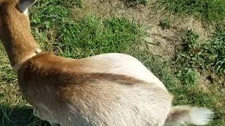 Vienna/Honor Nigerian Dwarf goats mating 9/22/19