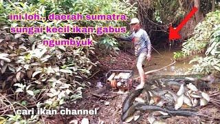 SPOT NGURAS BIKIN MERINDING TERLALU BANYAK IKAN HARUAN