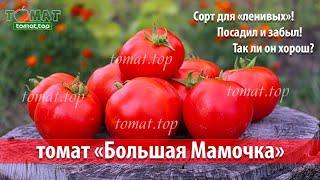 Томат Большая Мамочка. Обзор сорта Большая мамочка. Отзыв о томате Большая Мамочка от фирмы Гавриш