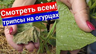 Трипсы в теплице с огурцами! Как они выглядят и каким средством обработать от трипсов