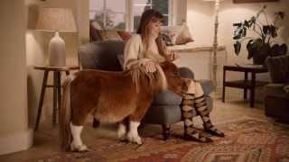 Pferd - Amazon.de [Commercial 2015]