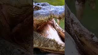 Animal sounds - CROCODILE EAT #shorts