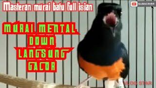 PANCINGAN MURAI BATU TROTOL FULL ISIAN