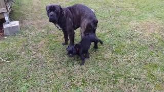 Amazing Big dog try mating small Dog at Garden || Funny Dog meeting and mating