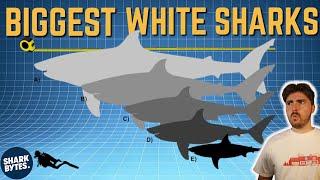 The TOP 5 Biggest White Sharks EVER (According to Science)