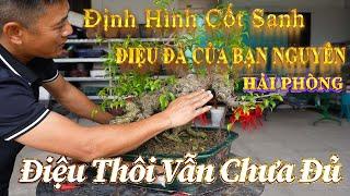 NAMLE BONSAI ĐỊNH HÌNH & CHỈNH SỬA MỘT CỐT SANH CÓ THÂN DÁNG ĐIỆU ĐÀ CỦA BẠN " NGUYÊN HẢI PHÒNG "