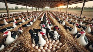 MUSCOVY DUCK Farming - How To Raise Organic Muscovy Ducks For Eggs