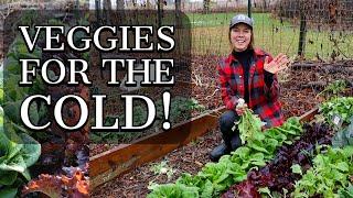 November Vegetable Garden Tour 2020- Cold Hardy Veggies!