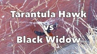 Tarantula Hawk vs Black Widow