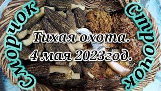 Сморчки и строчки. В лесах московской области. 3 и 4 мая 2023 года.