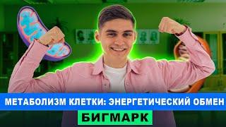 Метаболизм клетки: Энергетический обмен | Интенсив БигМарк | Марк Ламарк