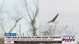 2 bald eagles released in Baldwin County after rehab