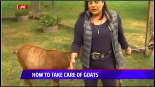 How to Take Care of Goats - Ask a Vet with Dr. Jyl