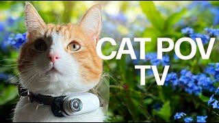 Slow Cat TV - Cat with Camera