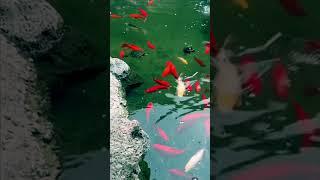 Moment of Calm | Koi Pond