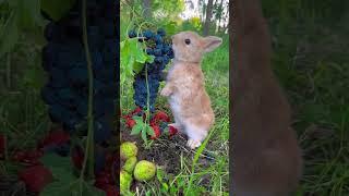 Little rabbit eating juicy grapes Cute pet debut plan Rabbit Rural cute pet