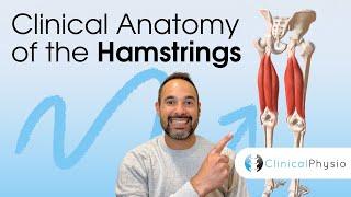 Clinical Anatomy of the Hamstrings | Expert Physio Guide to Key Hamstring Muscle Anatomy!