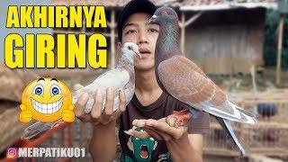 LANGKAH AWAL MELATIH MERPATI GIRINGAN PERTAMA #MERPATIKU