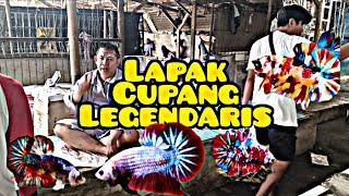 Lapak Cupang Legendaris Koh Fredi‼️ Pasar Ikan Hias Parung