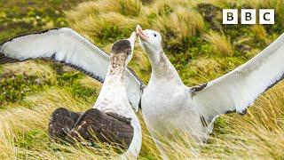 The albatrosses in a same-sex partnership | Frozen Planet II - BBC