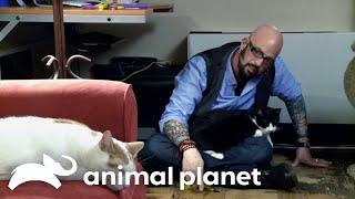 Jackson Brings Peace to a Grieving House | My Cat From Hell | Animal Planet