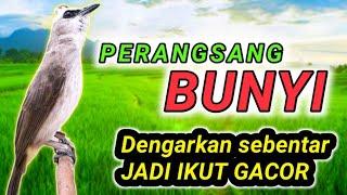 Dengarkan SEBENTAR trucuk akan ikut GACOR dengan pancingan trucukan agar ikut bunyi ini