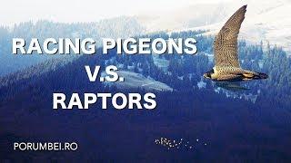 Racing pigeons V.S. Raptors