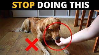 7 Mistakes That Shorten Your Golden Retrievers Life