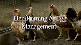 Hen Priming & Egg Management