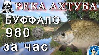 РЕКА АХТУБАБУФФАЛО / 960 СЕРЫ ЗА ЧАСРусская Рыбалка 4(РР4)