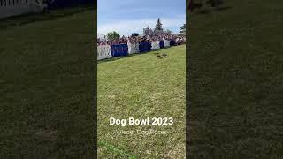 Dobby Jo ran in the Wiener Dog Races 5/27/23 #dachshund #dog #race #puppy  Insta: @dobbythewieneedog