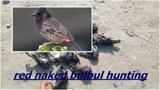 Bulbul hunting ,,, KHYBER HUNTER