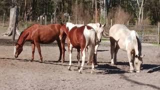 "Hazel" Inspects The Hole Boss FIlly "Excey" Dug, & More Filly Pecking Order, February 2, 2023