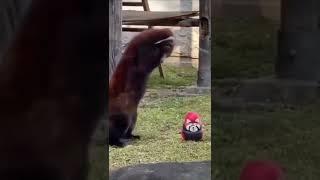 Red Panda Attack! New Toy! #shorts