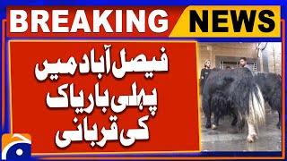 Yak Sacrifice For the First Time in Faisalabad | Geo News