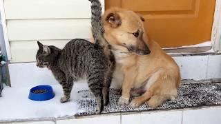 Vasya cat and Tuzik dog are friends