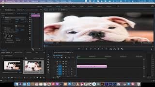 How to Pan and Zoom Images in Premiere Pro - Ken Burns Effect