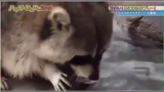 Funny Animals - Raccoon Gets Trolled By Cotton Candy