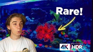 【HDR 4K】 RAREST Corals in Private Collection! Reef Tank Tour [Tony Mel's 140 Mixed Reef]