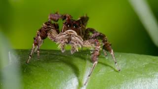 3 Hours of Incredible 4K Nature Footage | BBC Earth