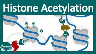 Histone acetylation | Chromatin modification | What does histone acetylation do?