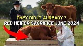 Red Heifer Sacrifice Israel Update June 2024 || Almas Jacob