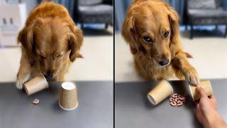 Dog Gets Bamboozled While Playing Cup Game