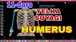 YELKA SUYAGI +3D ANATOMIYA / ПЛЕЧЕВАЯ КОСТЬ / HUMERUS / ЕЛКА СУЯГИ / QO'LNING ERKIN SUYAKLARI